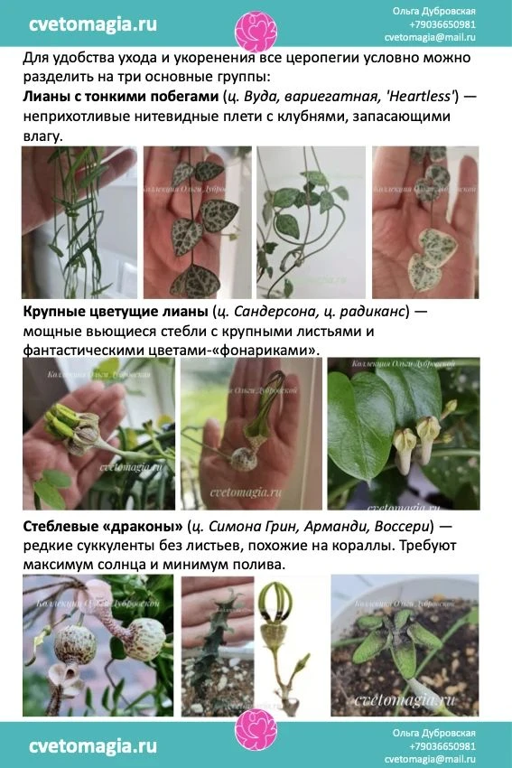 ПАМЯТКА КАК УКОРЕНИТЬ ЦЕРОПЕГИЮ ИЗ "ДРАКОНОВ" (боссери, арманди, симона, стапелевидная...)