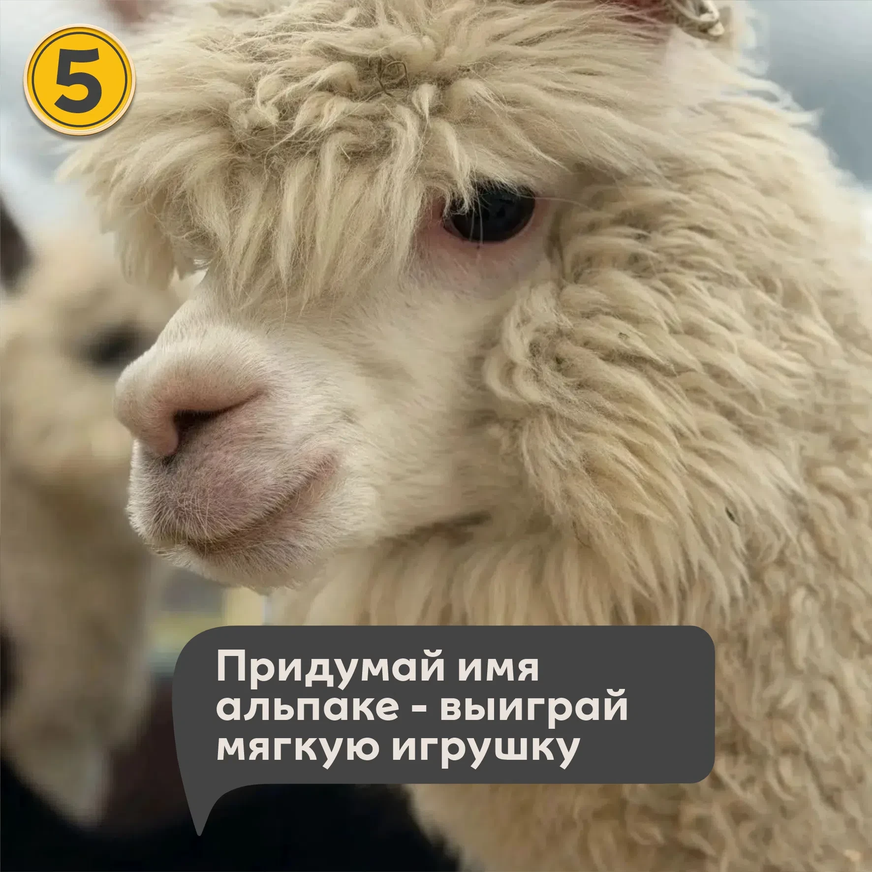 🦙 КОНКУРС: ПРИДУМАЙ ИМЯ АЛЬПАКЕ! vk.ru/alpaka_na_neve
