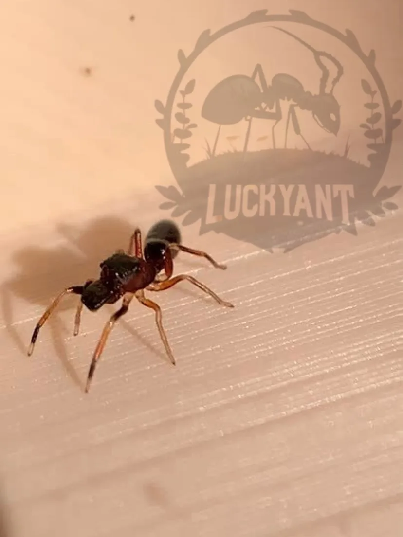 Изображение 2 к публикации «LUCKY ANT 🍀🐜»