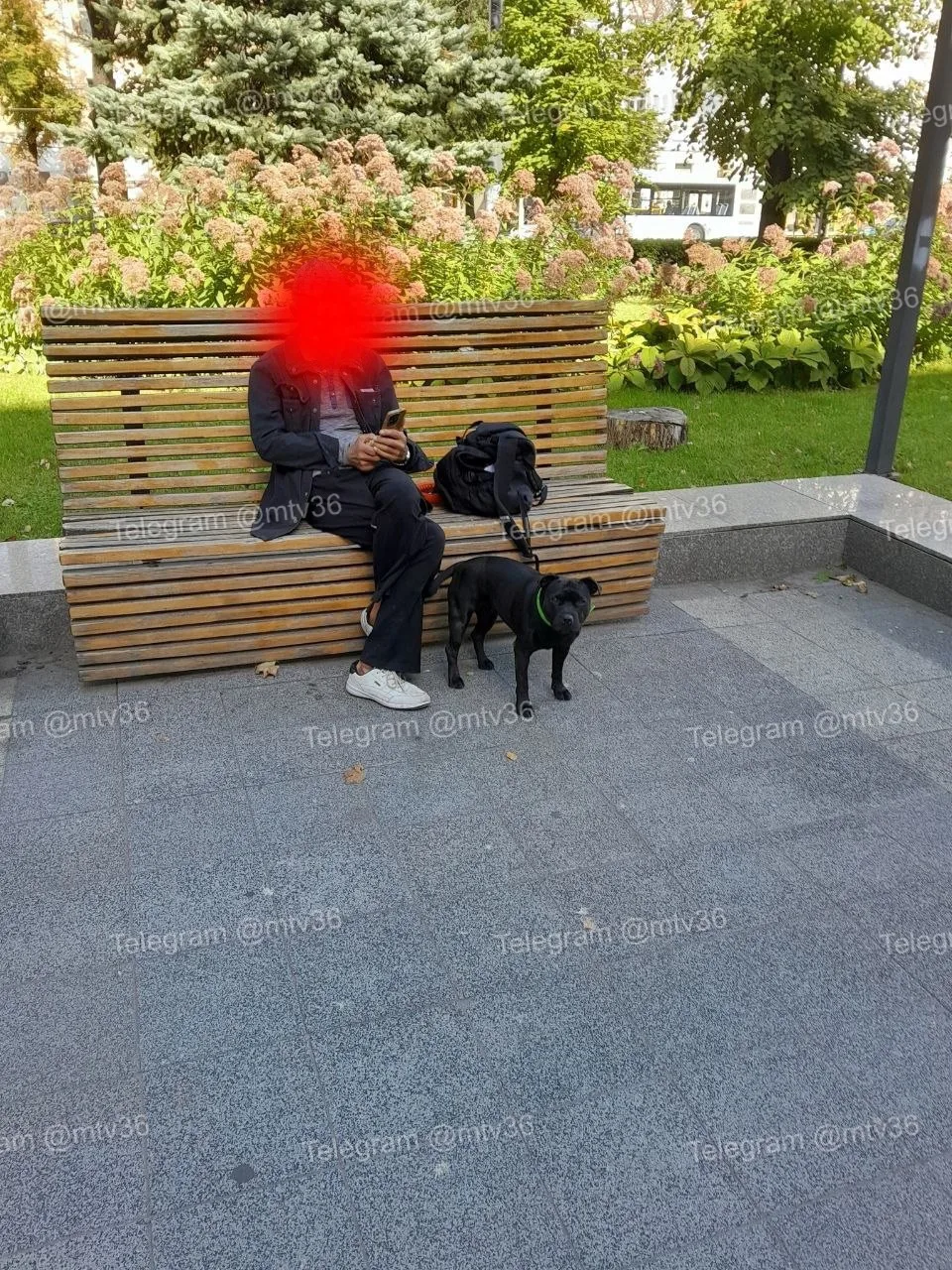 🤬 На мужчину, выгуливающего агрессивную собаку без поводка, жалуются горожане