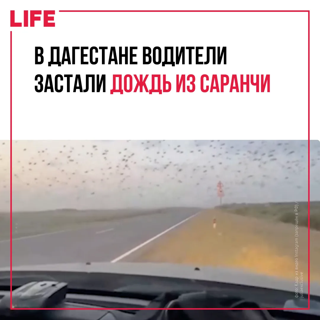 Огромный рой саранчи накрыл трассу между Дагестаном и Астраханью. Тысячи насекомых плотным потоком л