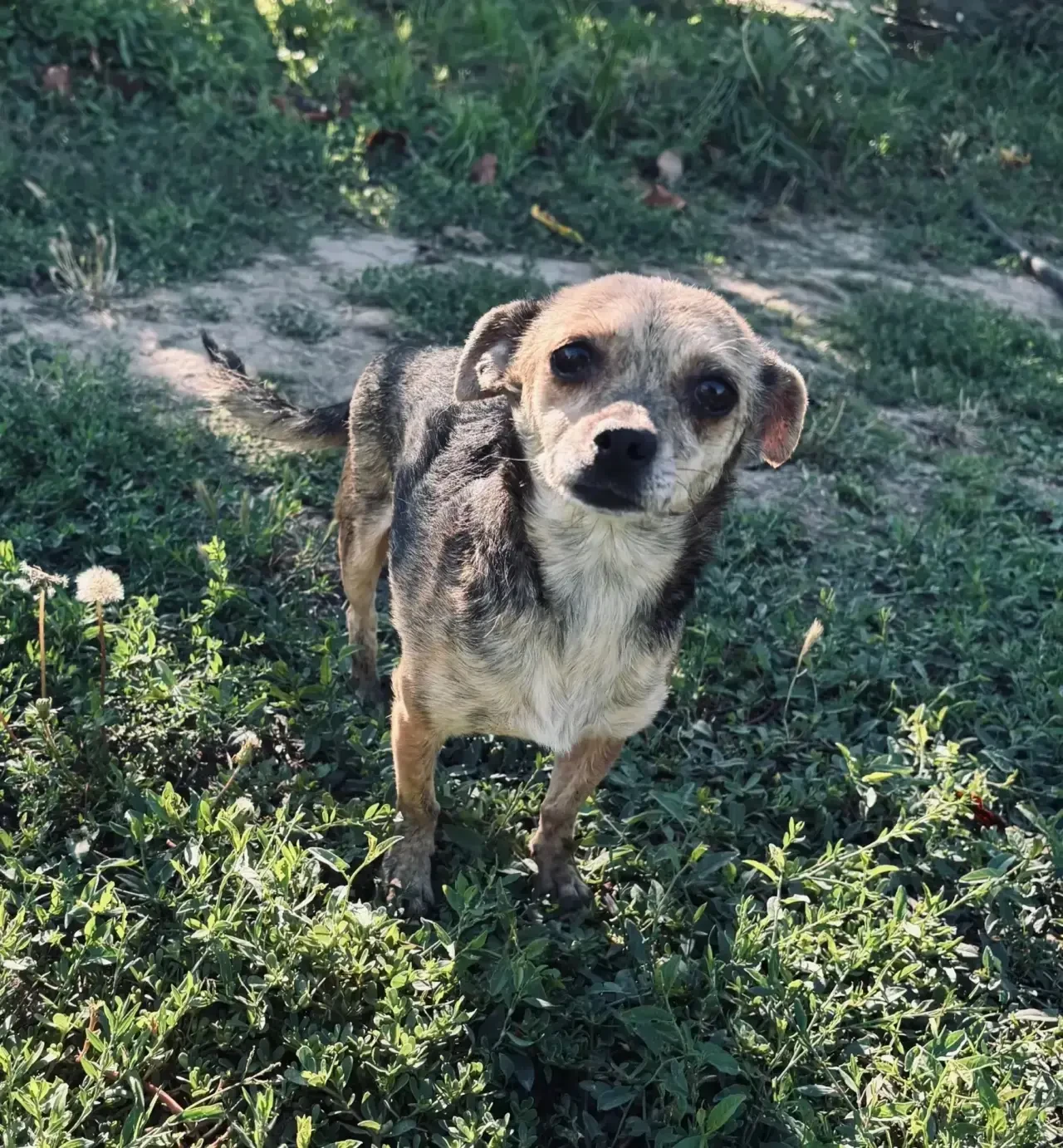 🐕 Морис. Возраст ~ до 5 лет.