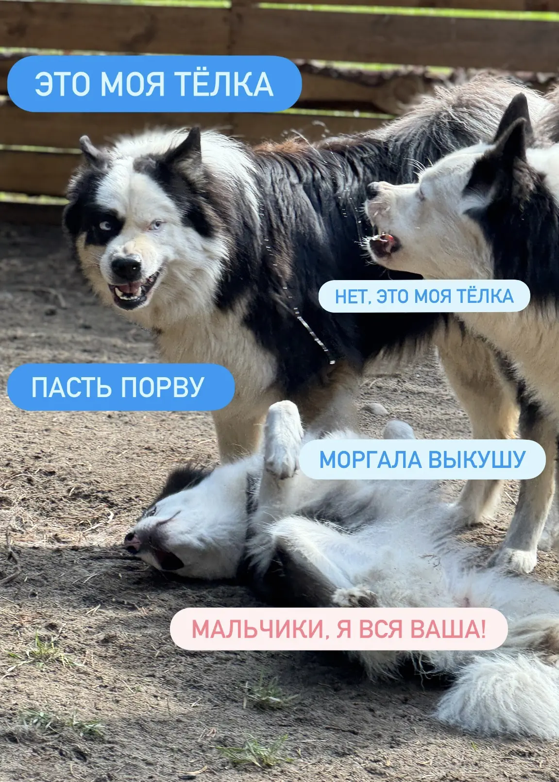 #Баечка_и_КО
