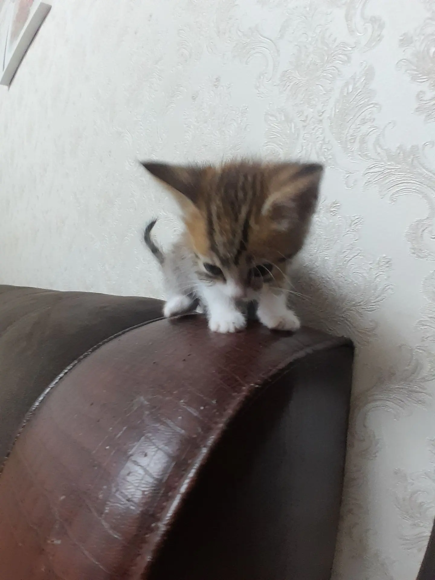 Здраствуйте всем,отдаю кошечку в добрые руки.На фото кошке 1 месяц.