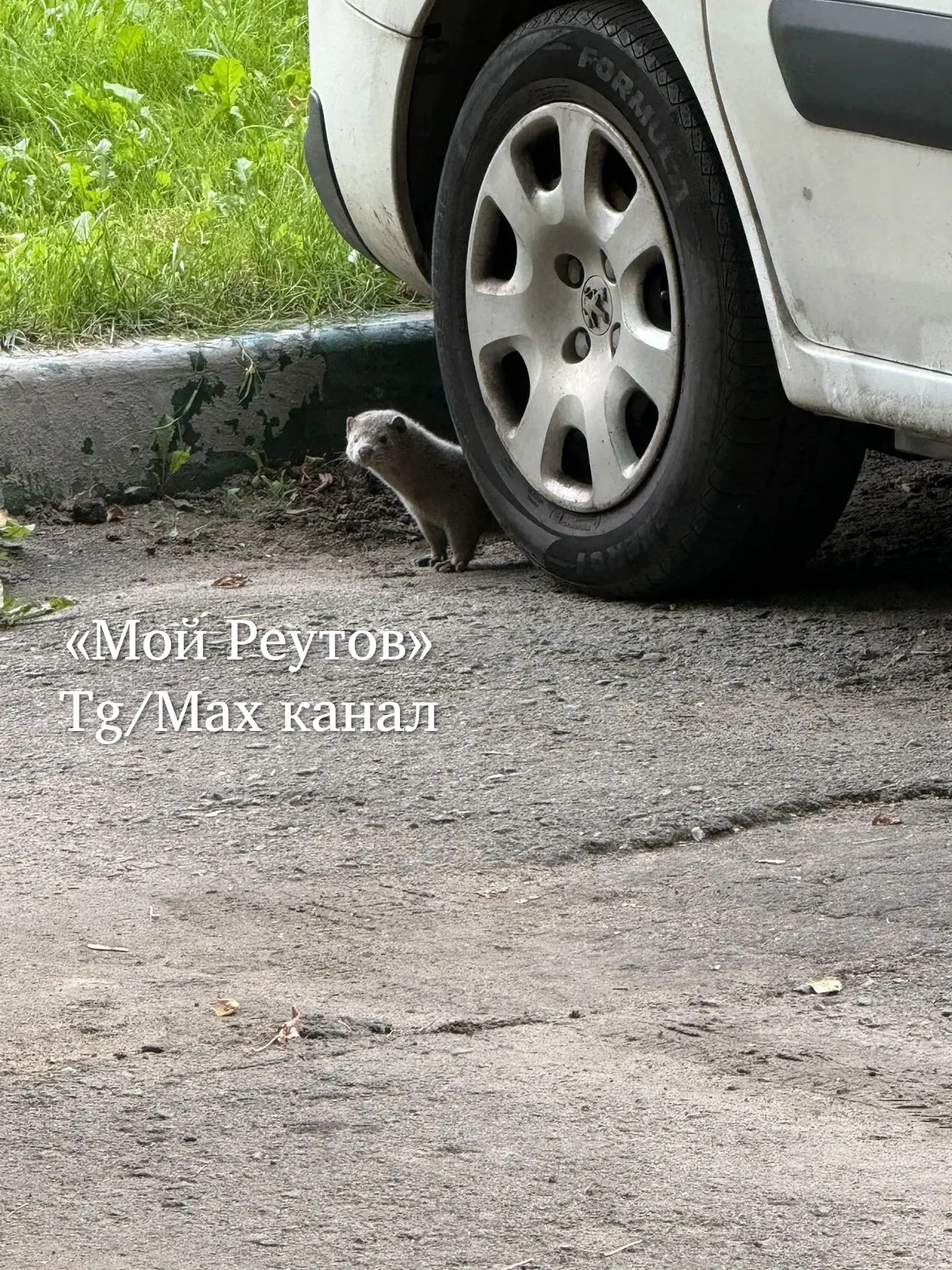 🐾 Здравствуйте !