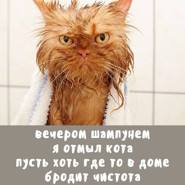 🐈‍⬛ Чистый депрестишок