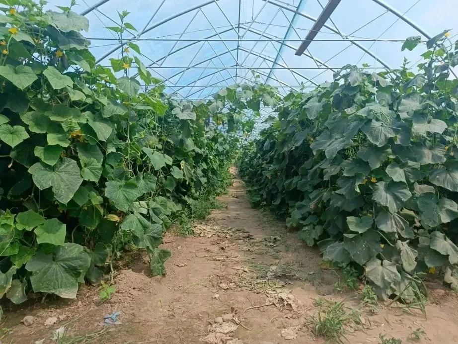👩‍🌾 Больше свежих овощей для жителей Хабаровского края: с господдержкой местные фермеры расширяют 