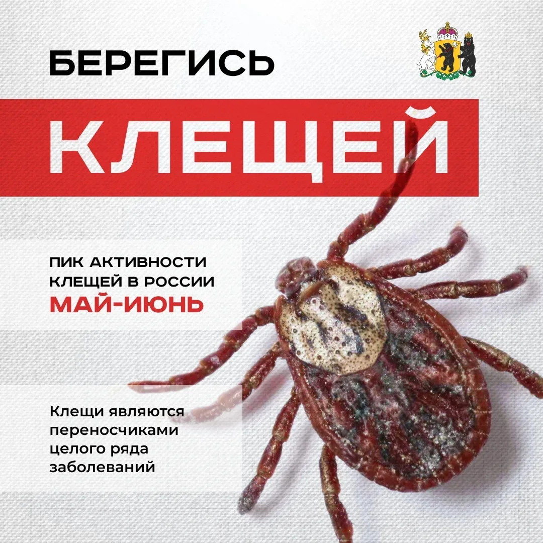 Как защититься от клещей в теплый сезон
 
С наступлением теплой погоды возрастает риск встречи с пар