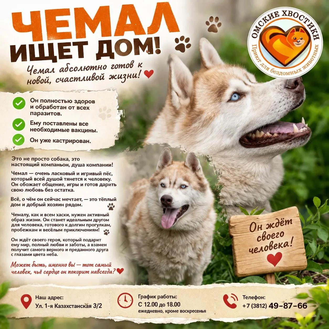 Тот самый друг с глазами цвета ясного неба! 😍🐾 Красавец Чемал готов ехать домой! 

Вы только посмо