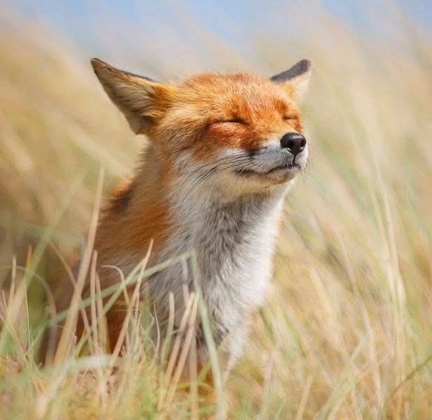 🦊 В последнее время нам все чаще присылают фотографии и сообщения о встречах с лисами в парке.

Есл