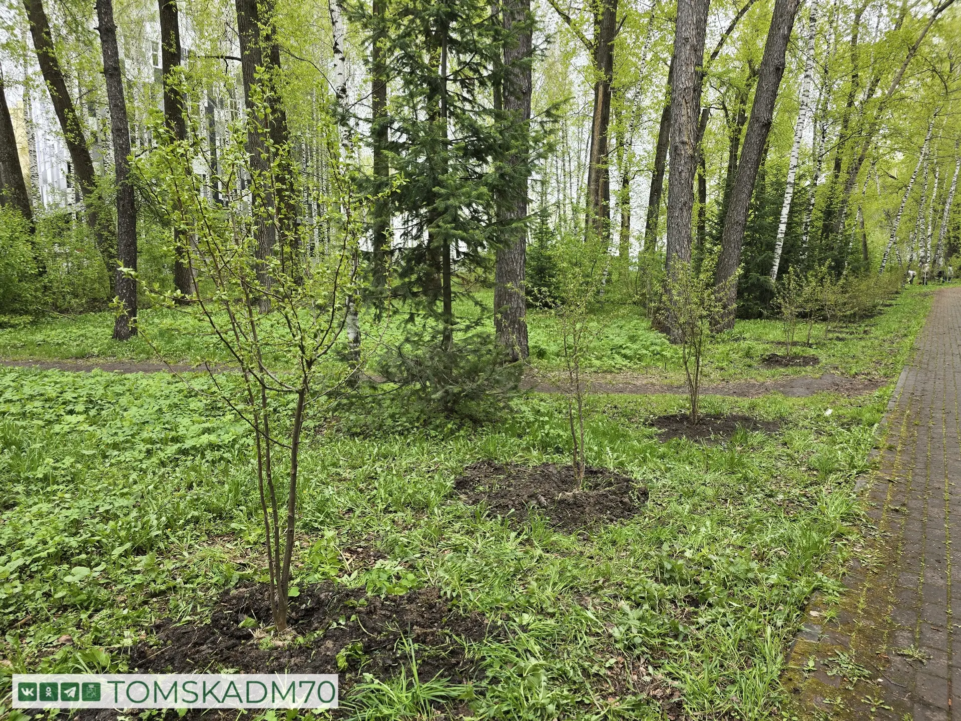 🌳Полторы сотни яблонь появились в Лагерном саду