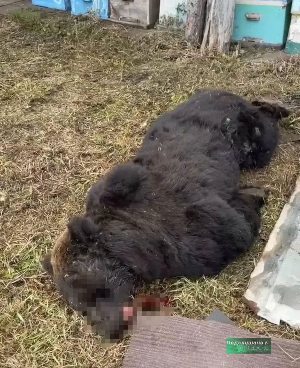 В Качугском районе медведь решил разнообразить рацион и полез за окном в школьную столо...