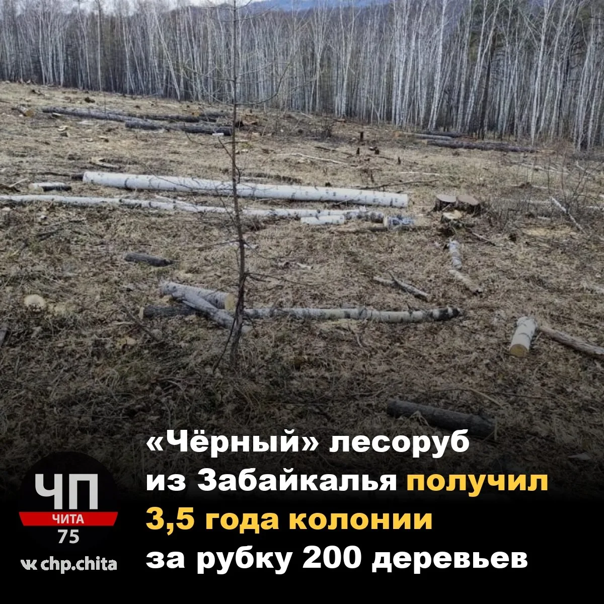 🛑 «Чёрный» лесоруб из Забайкалья получил 3,5 года колонии за рубку 200 деревьев