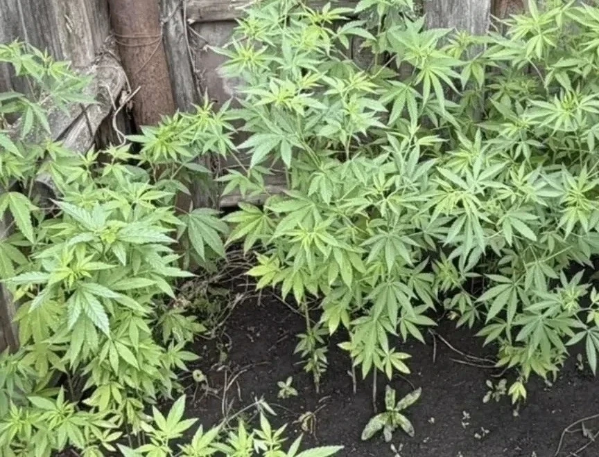🌿 Жительницу Сосновского района будут судить за выращивание конопли