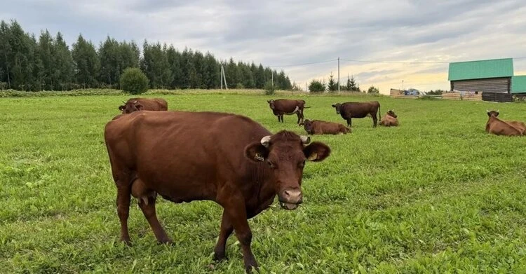 На Урале спасают редких коров, которых больше нет нигде в мире. Суксунская порода наход...