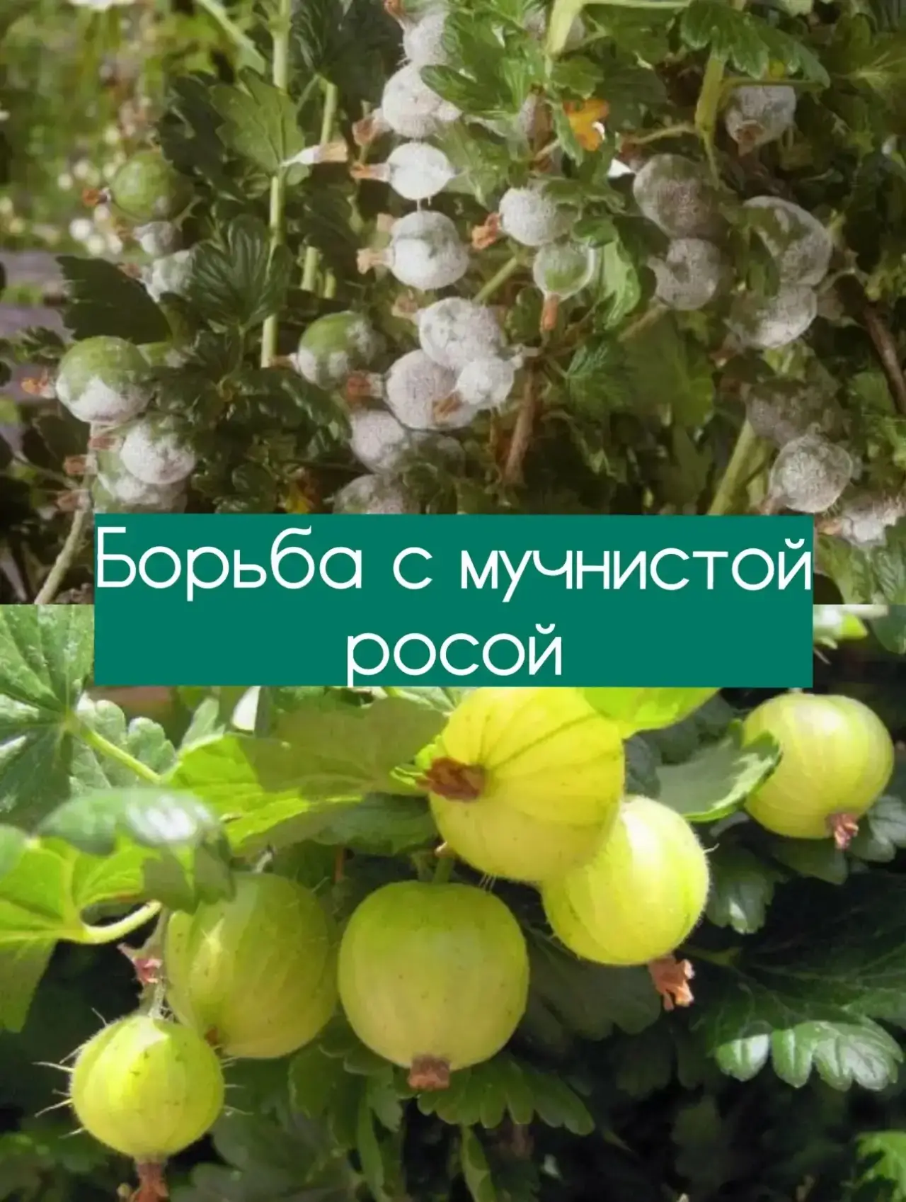🍇 Мучнистая роса на крыжовнике: как победить?

Если на листьях и ягодах крыжовника появился белый н