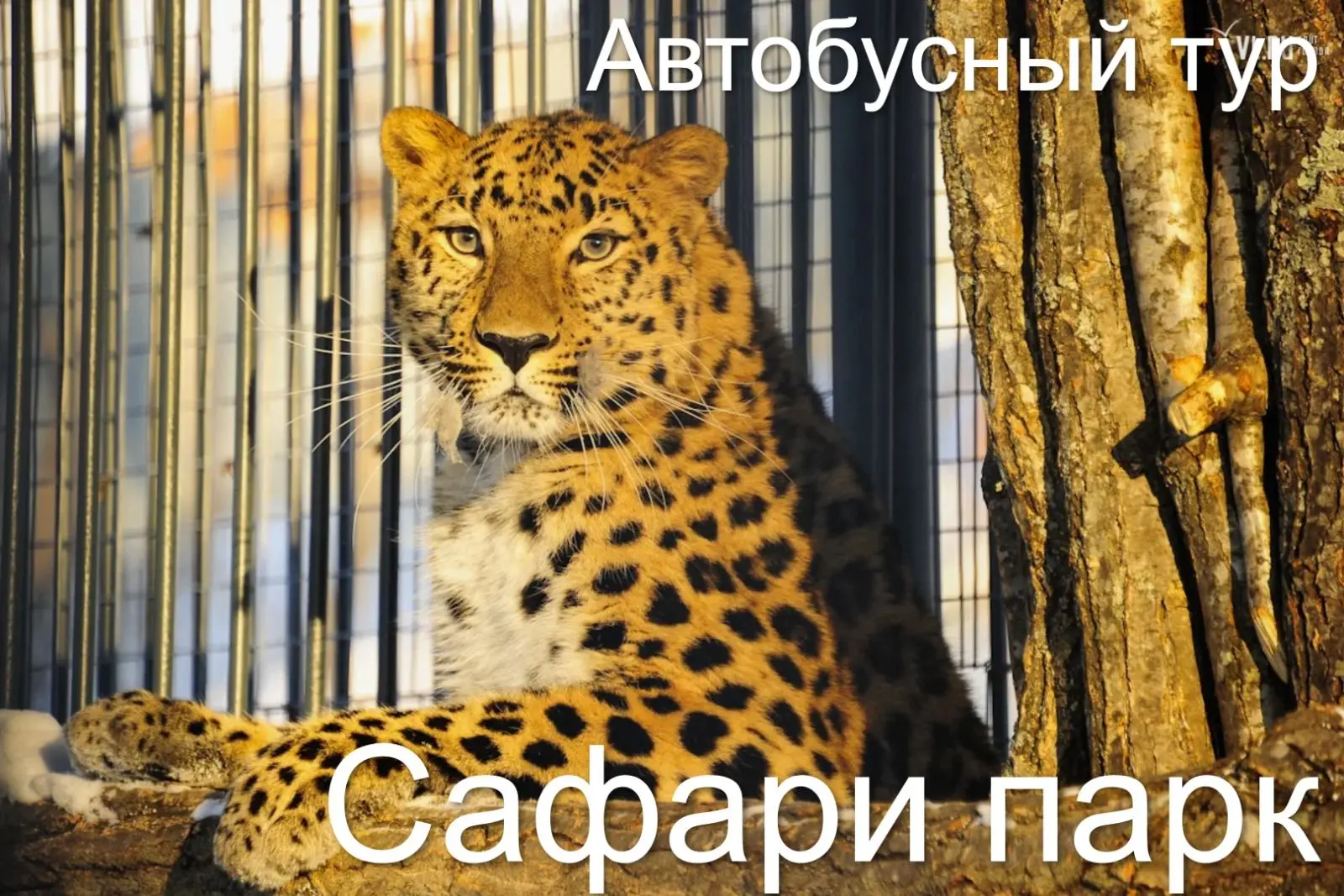 Туристическое агентство приглашает всех желающих съездить 7 июня в Приморский Сафари-парк.