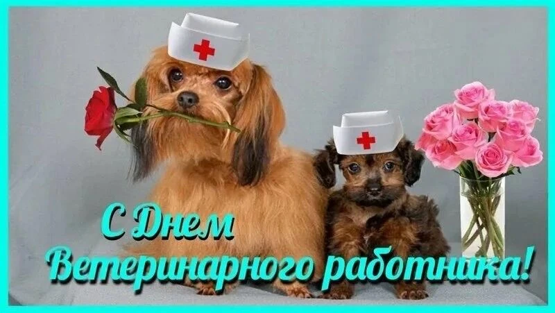 С Днём ветеринарного работника! Праздник тех, кто дарит здоровье нашим меньшим братьям.