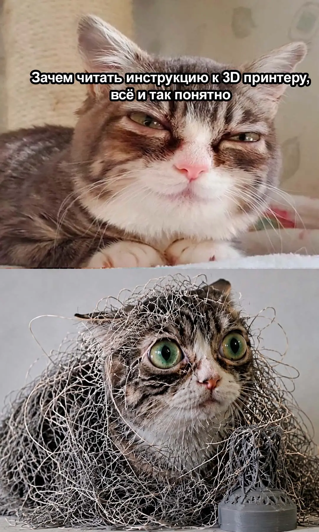 Жиза жизовая