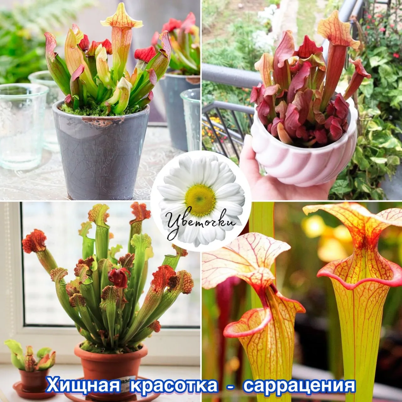 🌿 Хищная красотка – саррацения