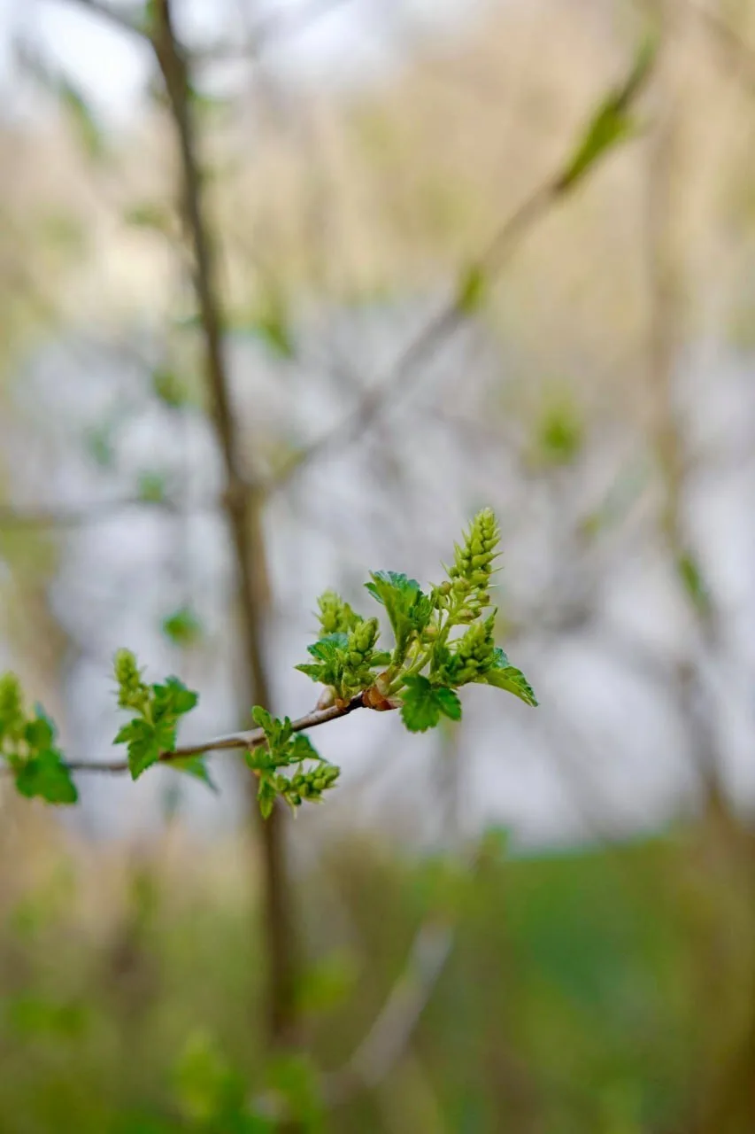 Весточки весны в Дворцовом парке Гатчины 🌱  📷: Музей-заповедник «Гатчина», Смирнова Яна  Дежурный по