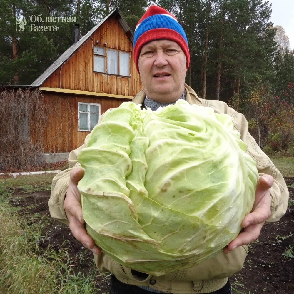 🥬 Страда капустная: как правильно срезать и хранить белокочанную