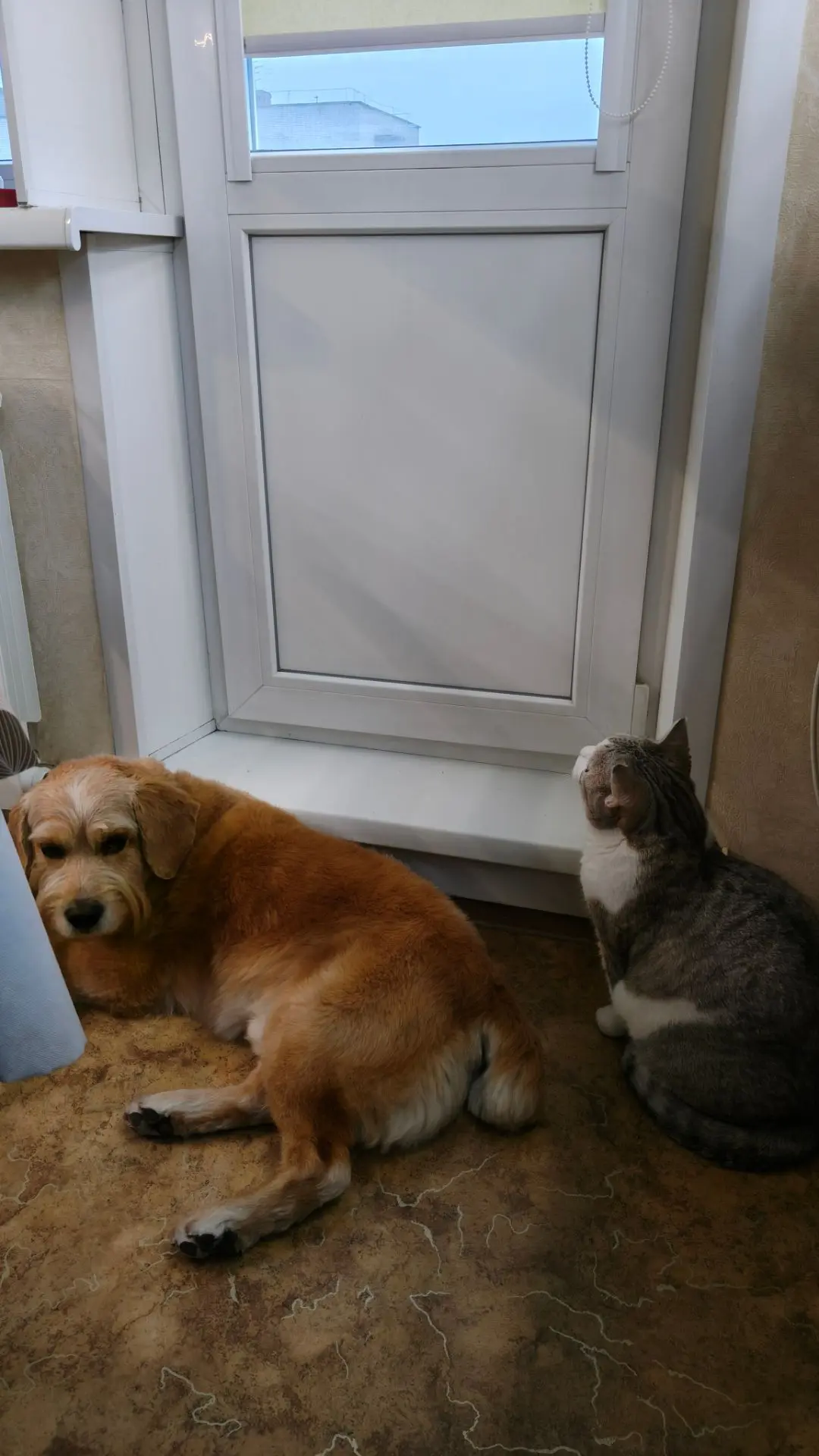 ЗВЕРЬЁ МОЁ 🐕🐈‍⬛🐈