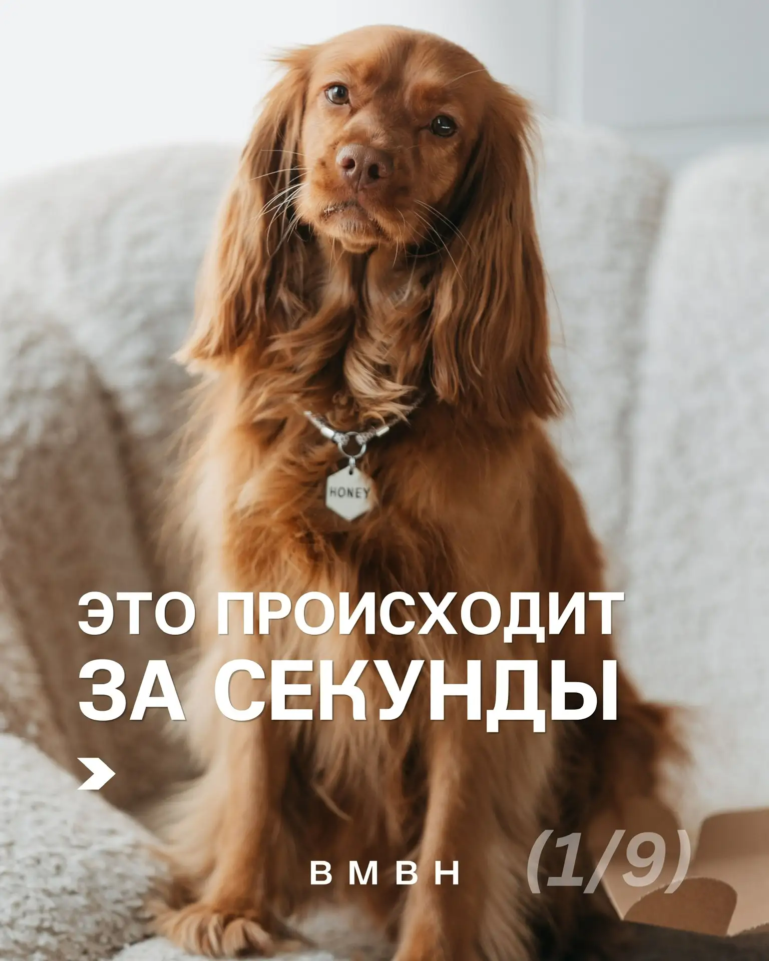 Это происходит за секунды

Не потому что вы плохой хозяин, просто так иногда случается

Важно позабо