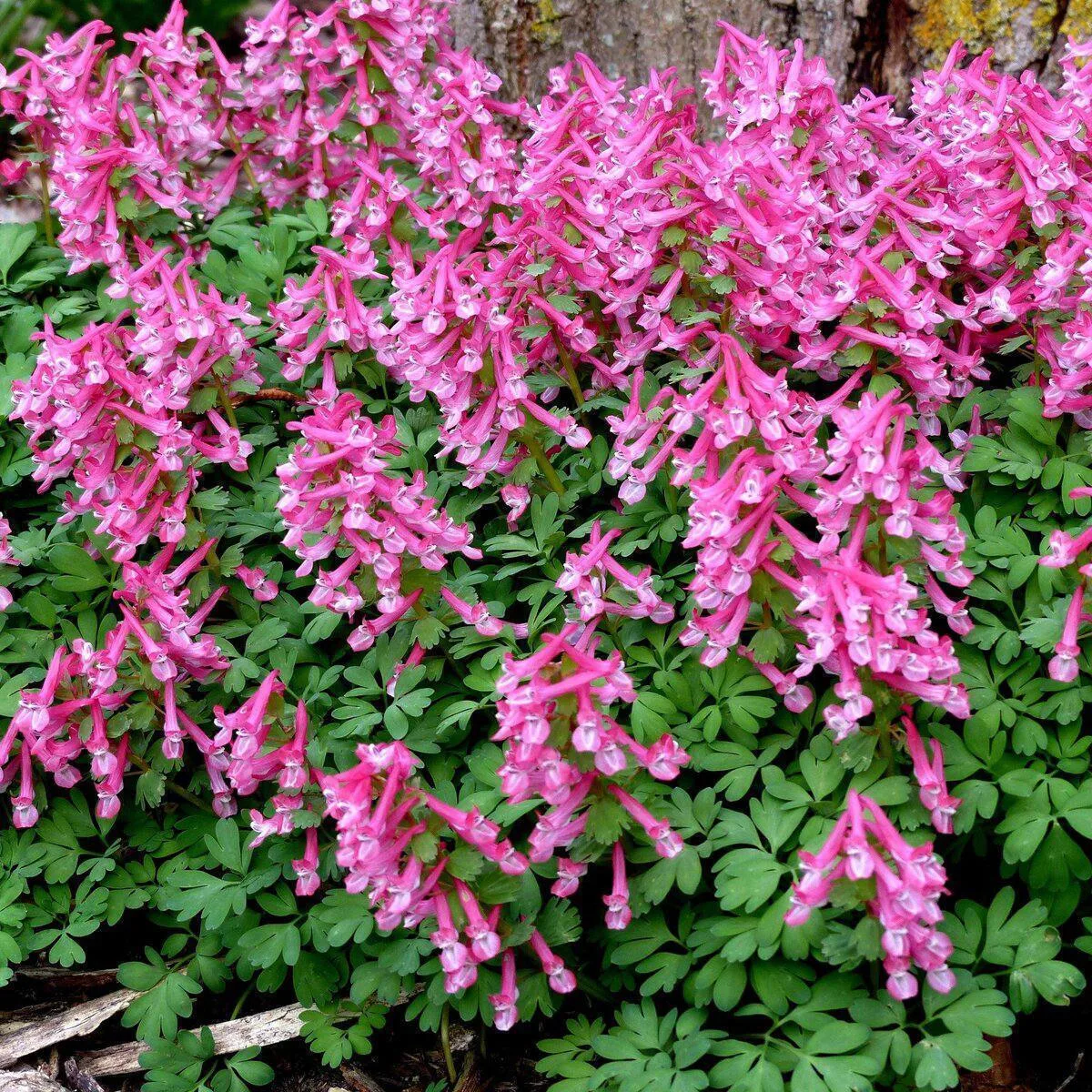 Хохлатки- нежные первоцветы для сада 🪻🌷🪻
