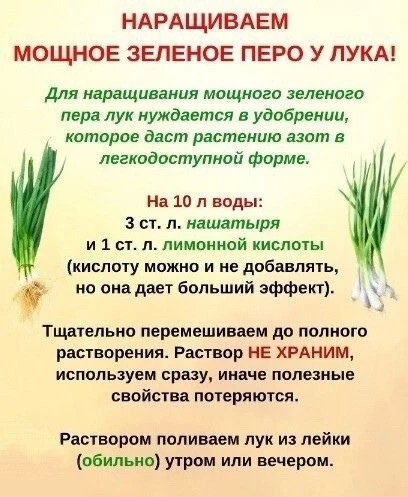 Как вырастить мощный зеленый лук: секретный корейский метод? No, просто нашатырь! 🧅✨

Если перья лу