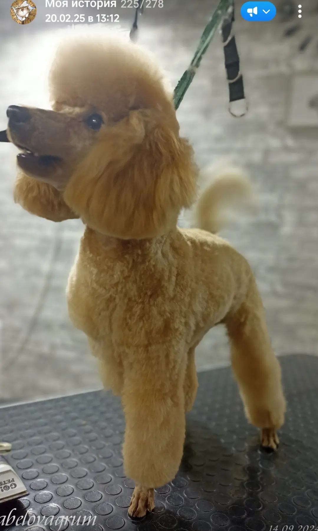 🐾🫧🛁🧽🐩✂️✨