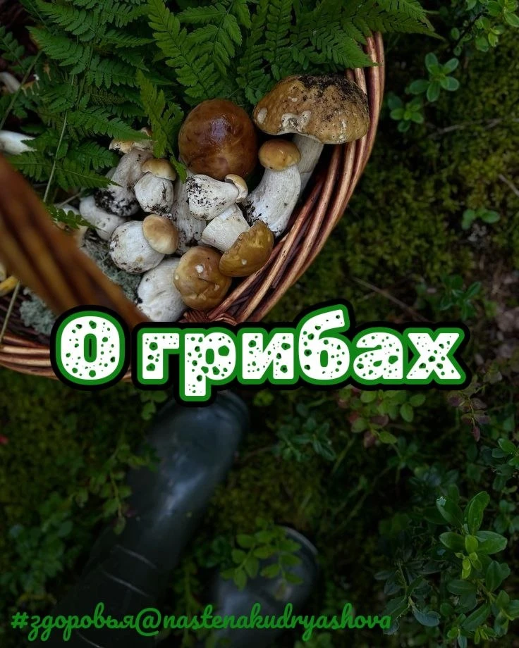 О грибы 🍄 
Грибы - это отдельное царство живых организмов. У них есть своё тело, которое чаще всего