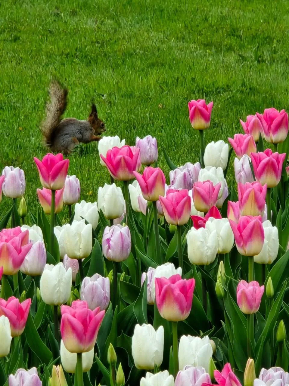 🌷 Екатерининский парк расцвёл пёстрыми тюльпанами  Яркие клумбы превратили его в настоящую весеннюю 