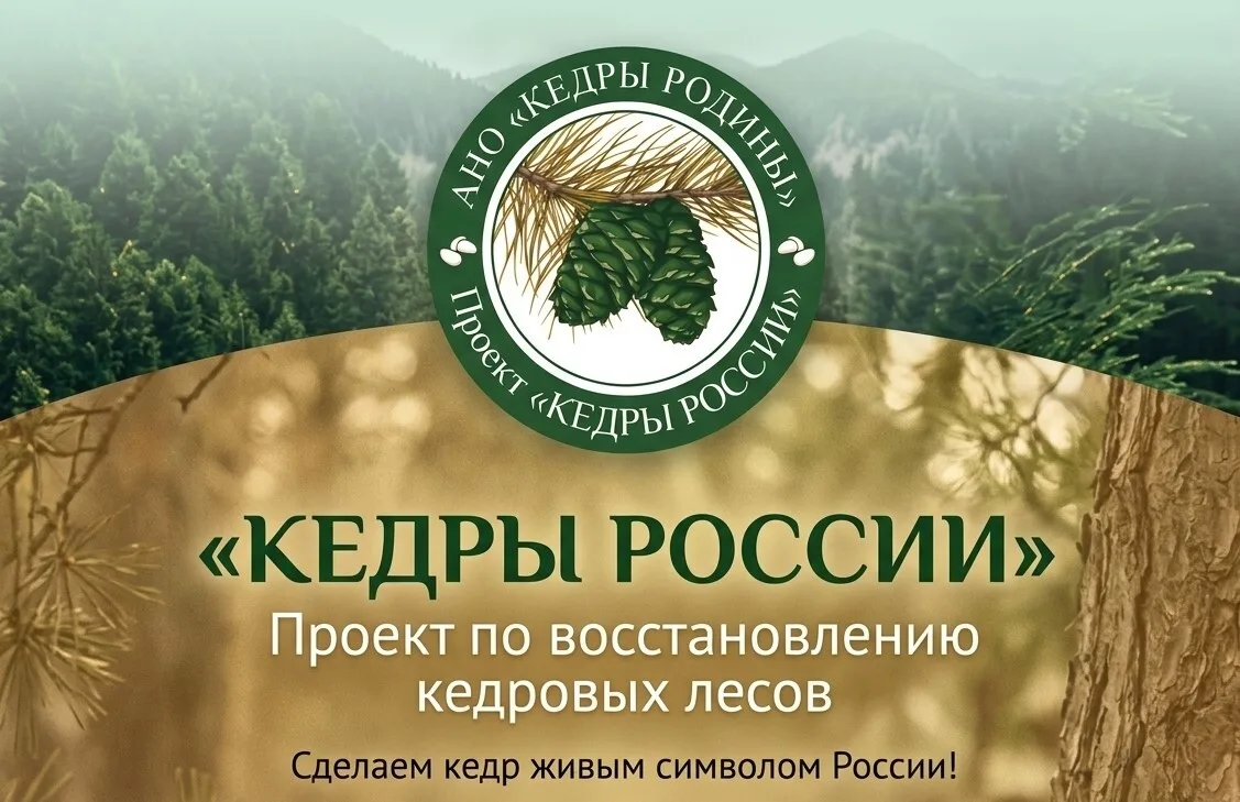 На территории Калининградской области проводится акция «Посади свой кедр в Калининградс...
