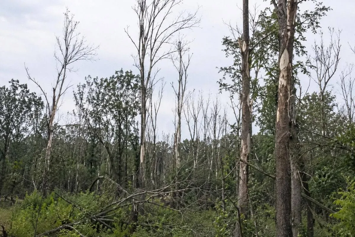 🌳 Ясени под угрозой исчезновения в Ростовской области
