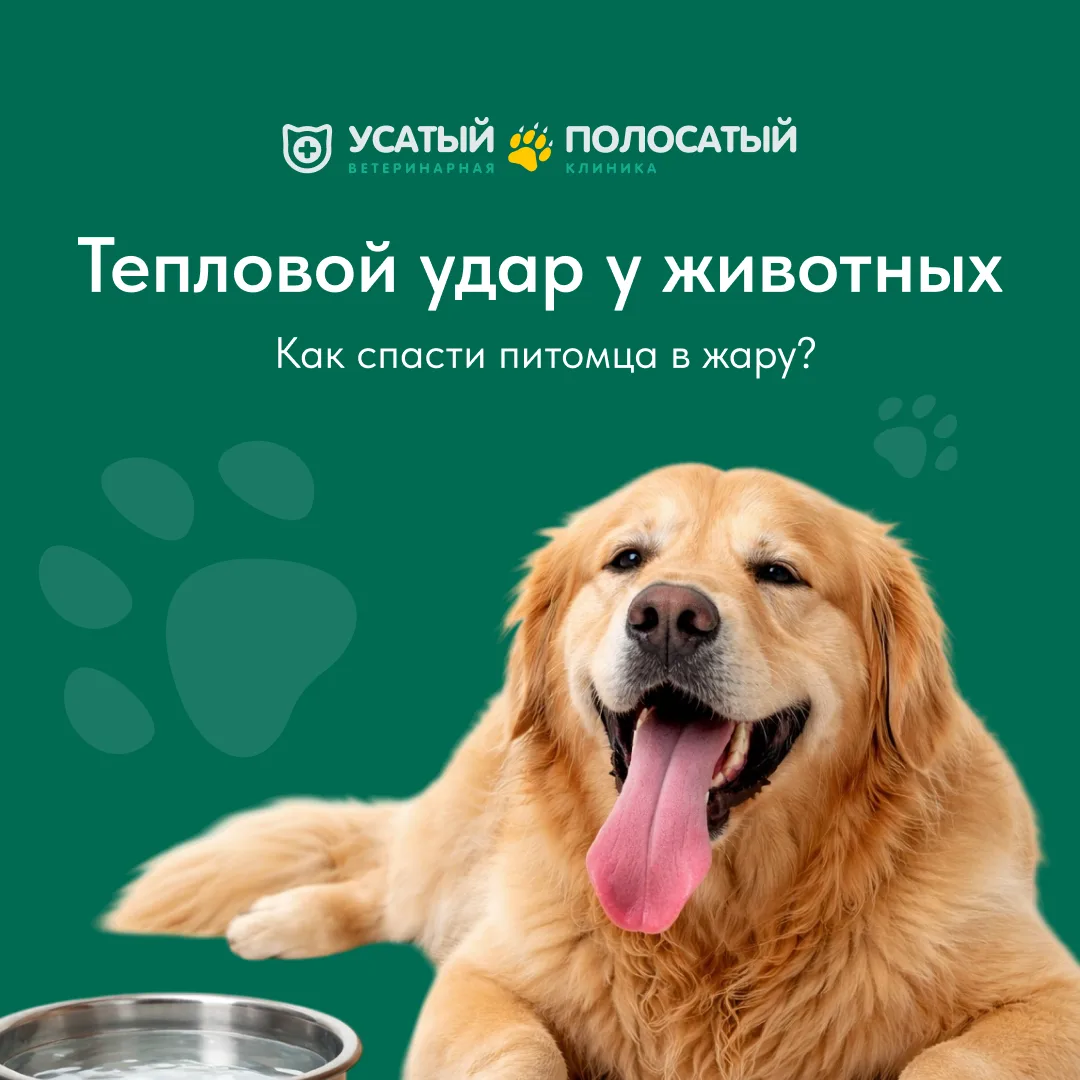Знали ли вы, что собаки и кошки не умеют потеть как люди? У них нет потовых желез по всему телу, они