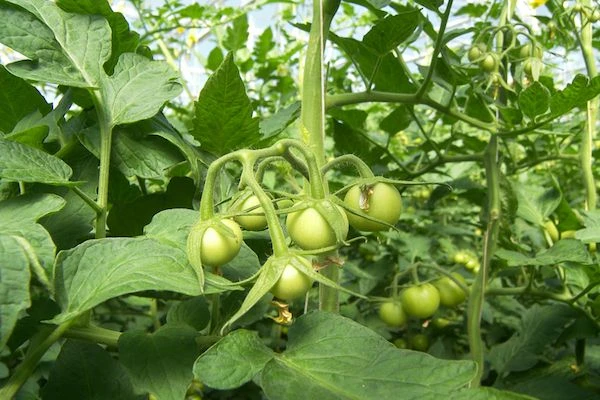 🍅 Завязей будет море! Мой проверенный рецепт для цветения и защиты томатов