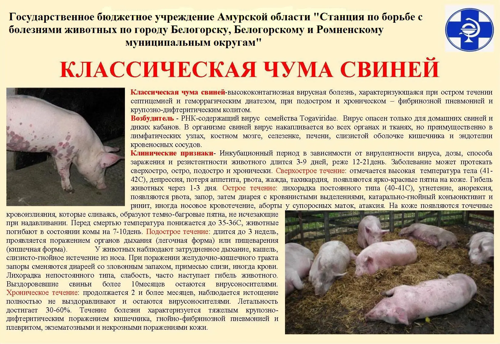 🐷 АЧС — смертельная вирусная болезнь свиней, опасная для животных, но не для людей.

Правила для вл