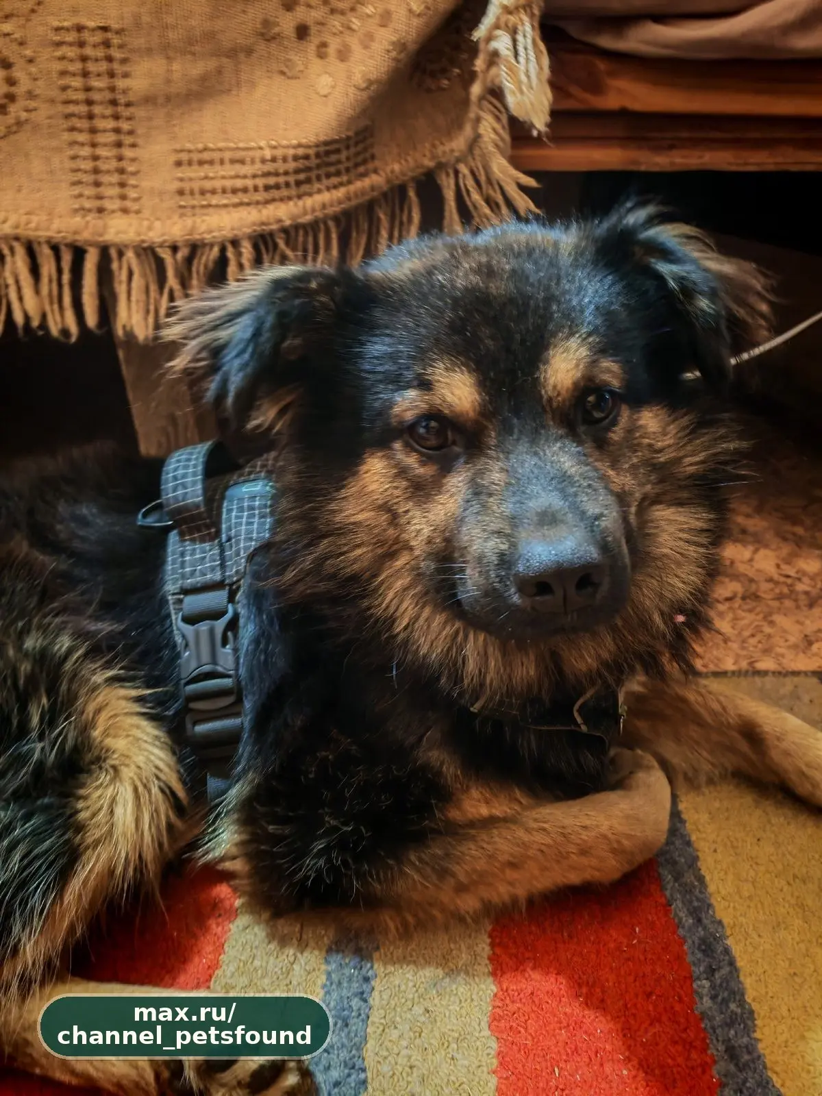 🐾 Найден питомец — Самара