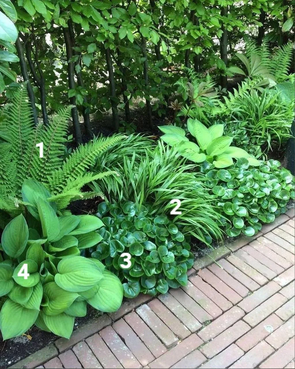 Растения для клумбы в тени 🌱

1. Папоротник
2. Хаконехлоя
3. Копытень обыкновенный
4. Хоста Мидвес