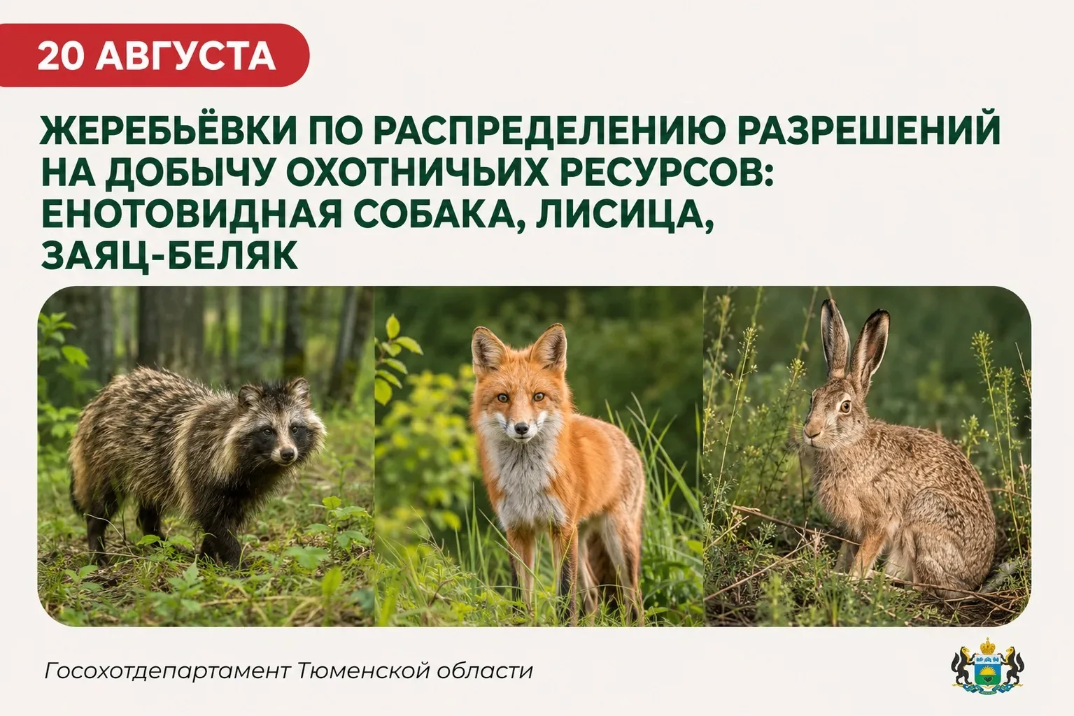📢 Жеребьёвки по распределению разрешений на добычу енотовидной собаки, лисицы и зайца-...