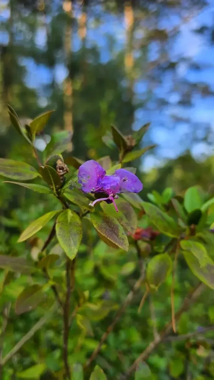 Маральник снова цветет🌸