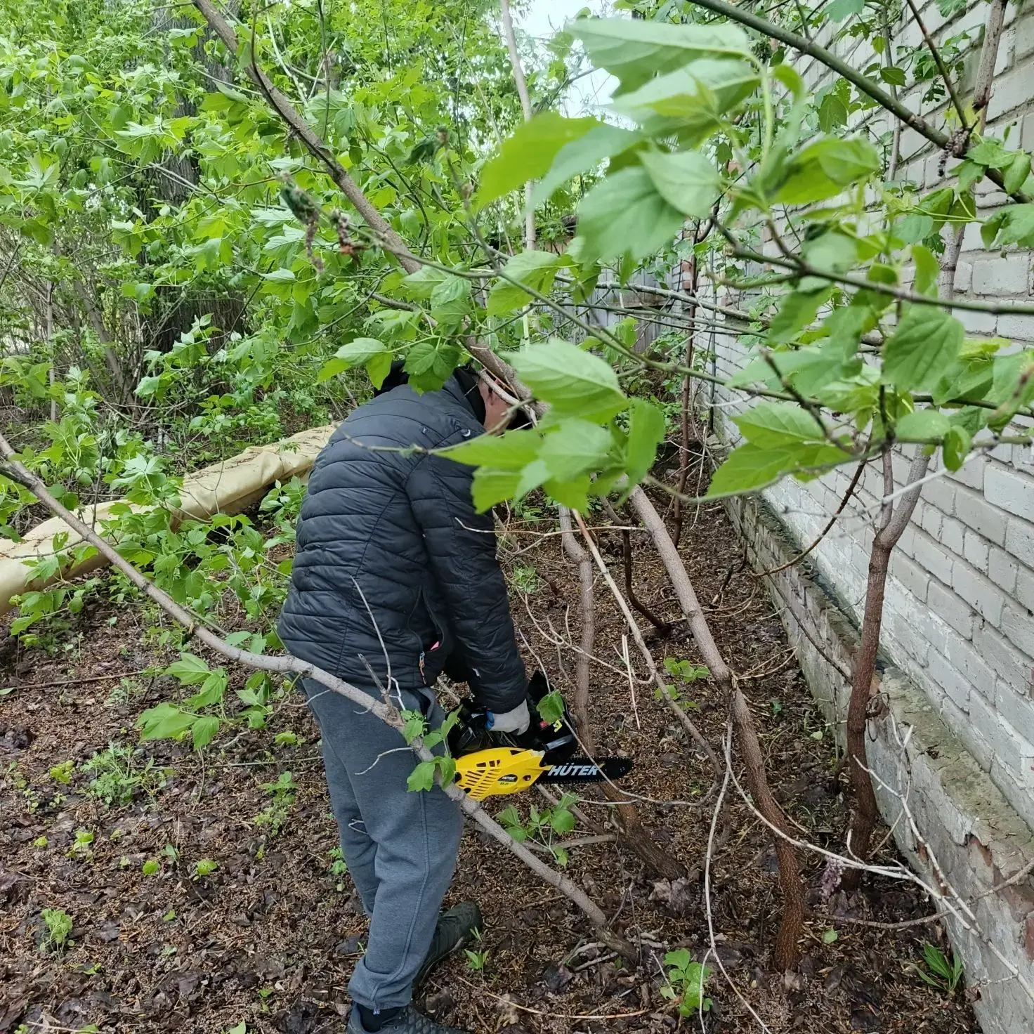 Благоустройство территории: готовимся к опиловке крупных деревьев 🌳🏗