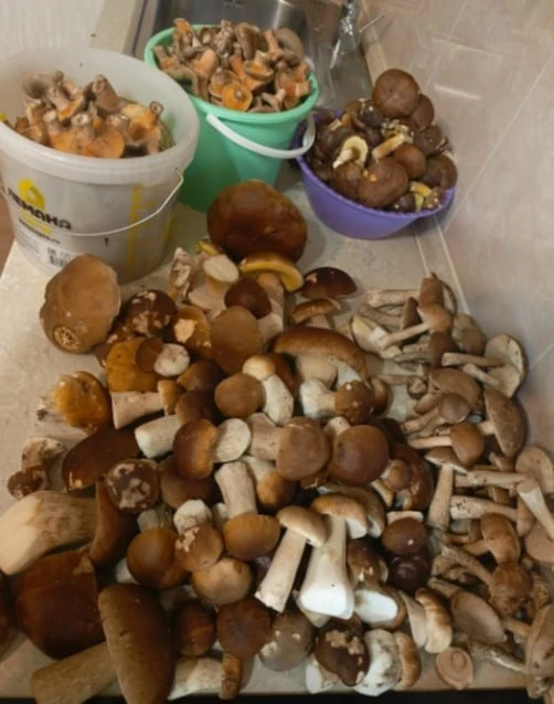 🍄 Грибами завалили Липецкую область