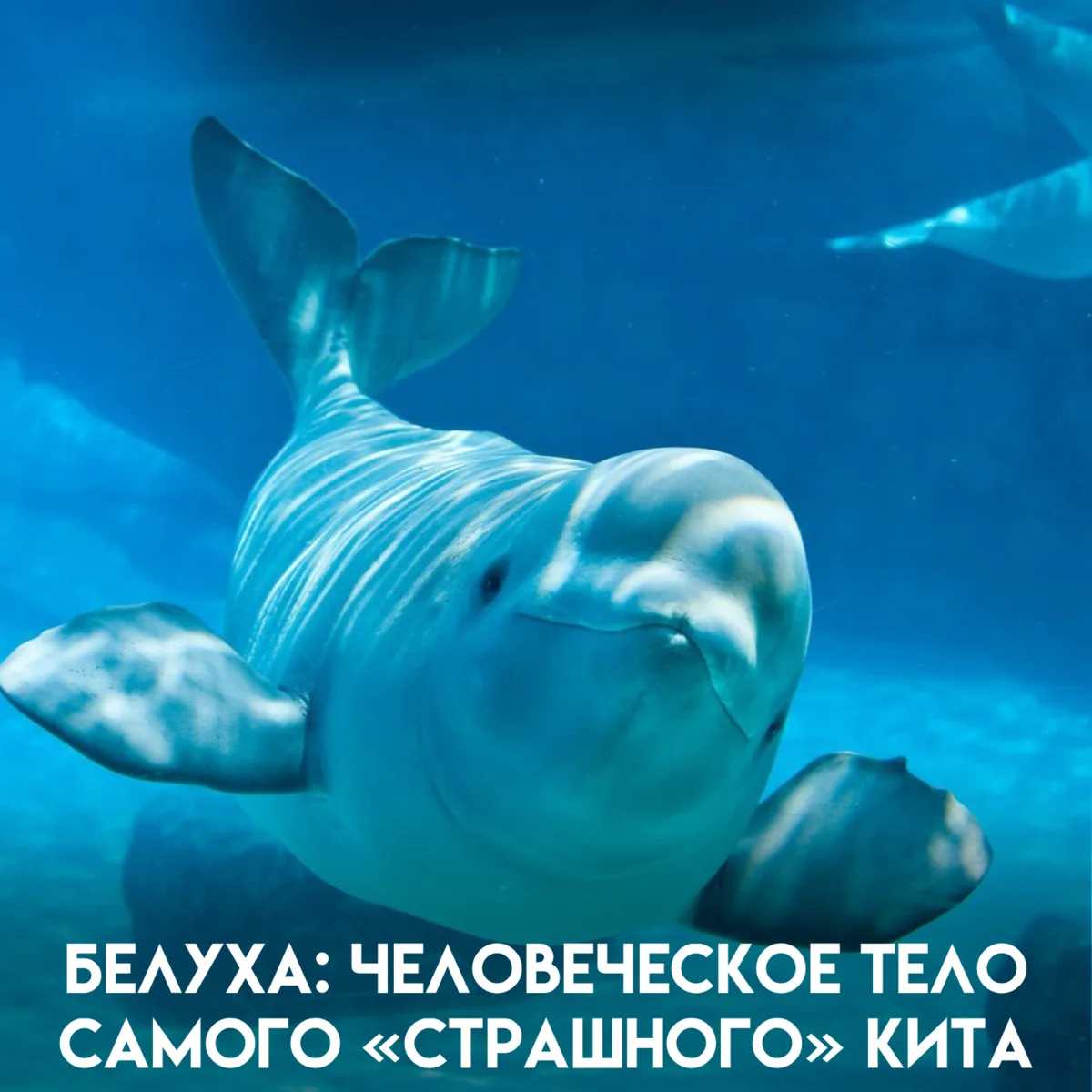 Белуха на одних ракурсах — просто красивый белый кит, на других — мускулистый инопланет...