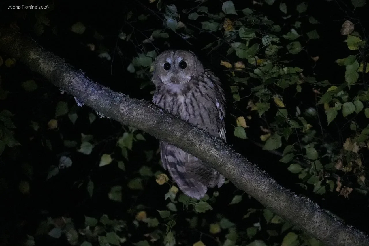 🦉 В Рязанской области запечатлели серую и длиннохвостую