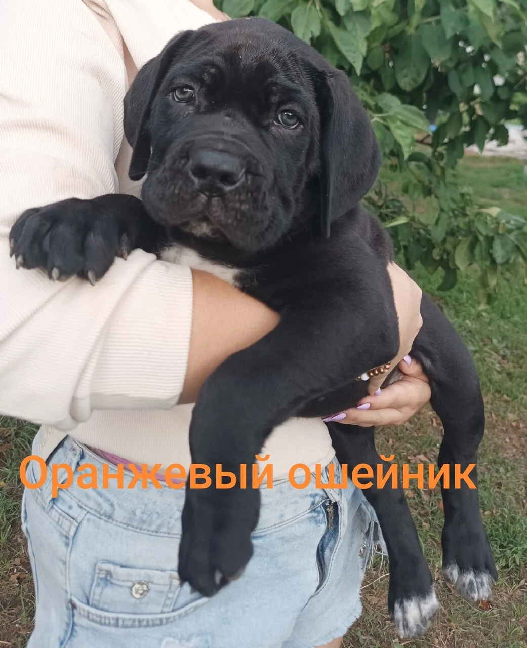 Шикарные щенки, девочки Кане-Корсо с документами д.р.28.04.2026 серого и черного окраса.
На момент п