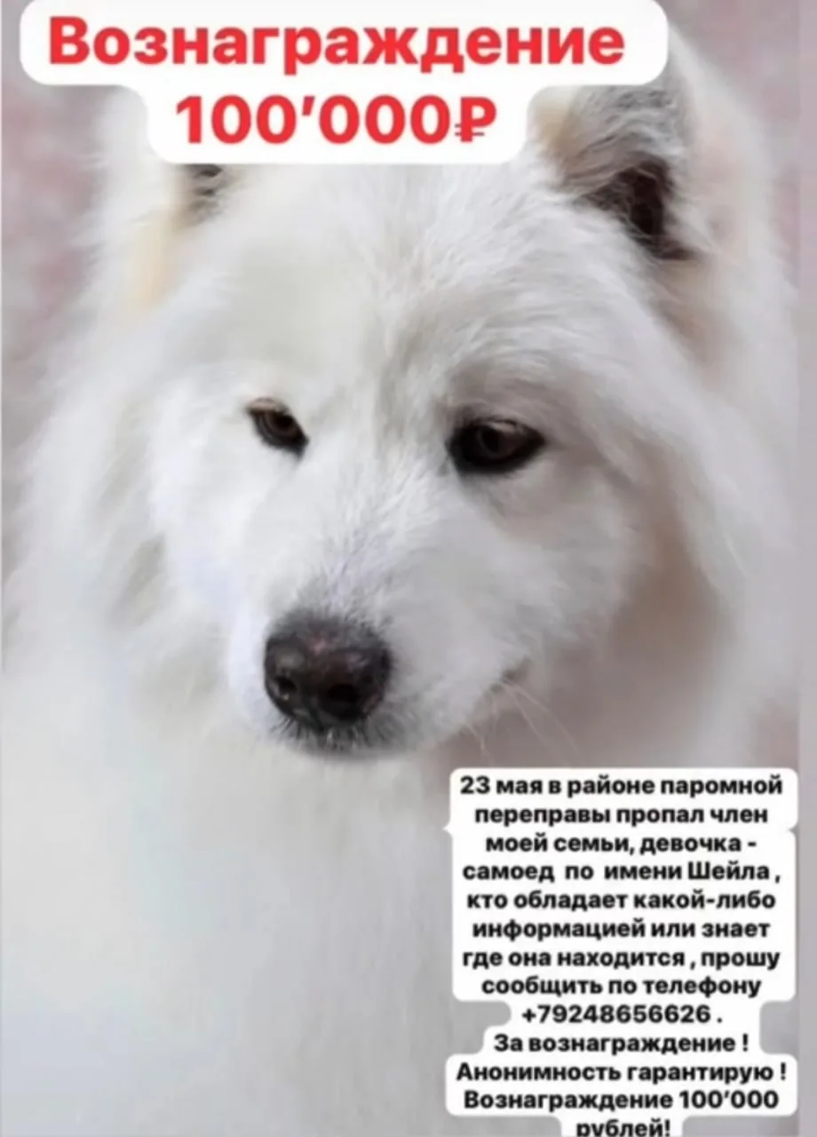 Награда нашедшему собаку Шейлу возросла до 100 тысяч рублей

Житель Якутска Андрей Швалов продолжает