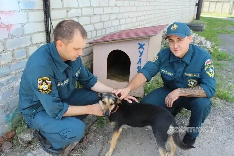 🤩От спального сапога до личного дома: как дворняга Жулька стала собственницей жилья в Уварове

Осен