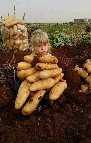 Собираем урожай!